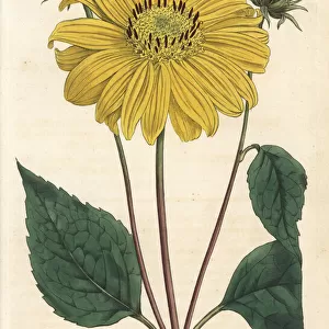 Many-flowered or perennial sunflower, Helianthus multiflorus