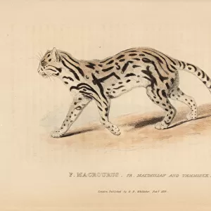 Margay, Leopardus wiedii