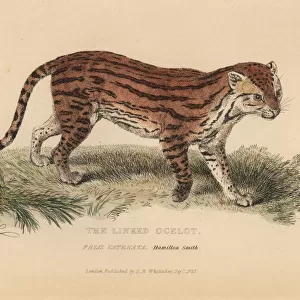 Margay, Leopardus wiedii catenata. Threatened