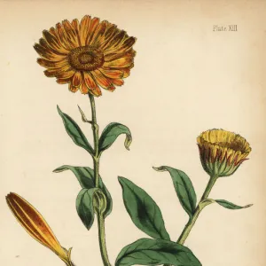 Marigold, Calendula officinalis