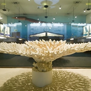 Marine Invertebrates at the Natural History Museum