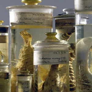 Marine specimens
