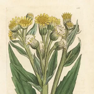 Marsh fleawort or swamp ragwort, Tephroseris palustris