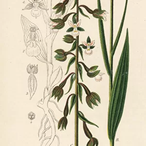 Marsh helleborine, Epipactis palustris