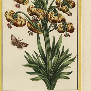 Martagon lily, Lilium martagon