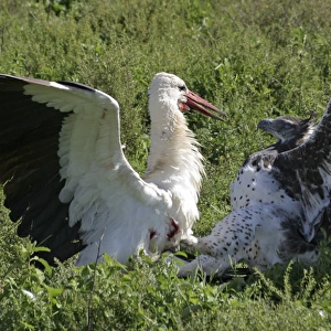 Martial Eagle - attacking White Stork - the fight