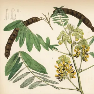 Maryland wild senna, Senna marilandica