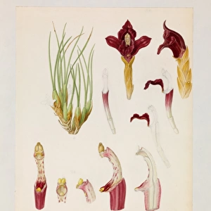 Maxillaria subulata