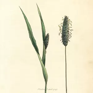 Meadow foxtail grass, Alopecurus pratensis