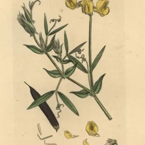 Meadow vetchling, Lathyrus pratensis