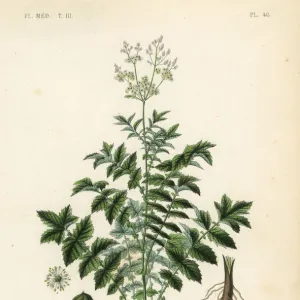 Meadowsweet or mead wort, Filipendula ulmaria