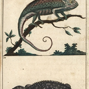 Mediterranean chameleon and tokay gecko