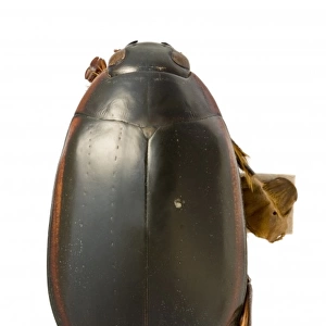 Megadytes ducalis, water beetle