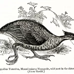 Megapodius Tumulus, orange-footed scrubfowl