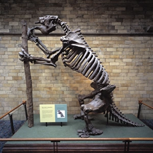 Megatherium americanum, giant ground sloth