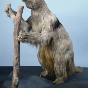 Megatherium, giant ground sloth