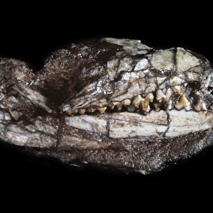 Megazostrodon skull