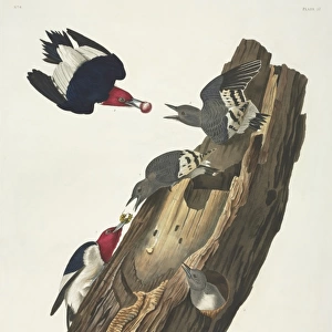 Melanerpes erythrocephalus, red-headed woodpecker