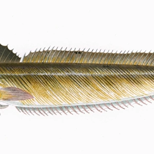 Melanogrammus aeglefinus, or Haddock