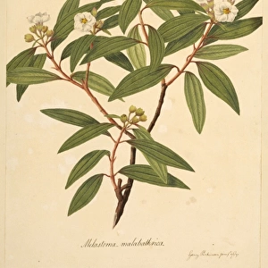 Melastoma malabathrica, black strawberry tree