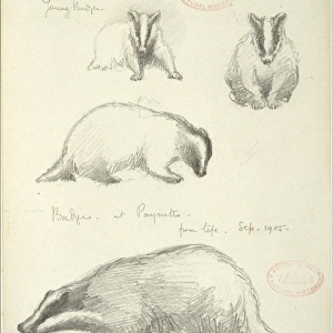 Meles meles, Eurasian badger