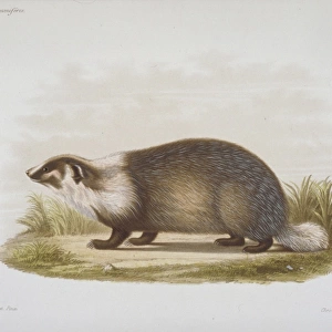 Meles sp. badger
