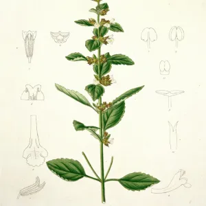 Melissa officinalis, lemon balm