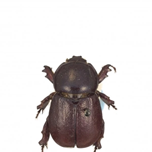 Mellissius eudoxus, scarab beetle