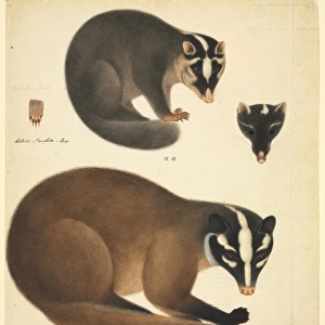 Melogale moschatta, Chinese ferret badger