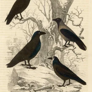 Four members of the Corvidae family