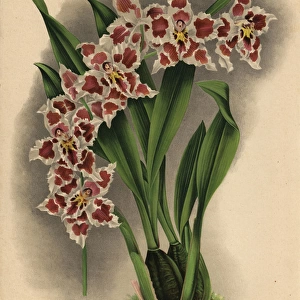 Memoria Bulli variety of Odontoglossum crispum orchid