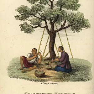 Men collecting varnish from the Chinese lacquer tree