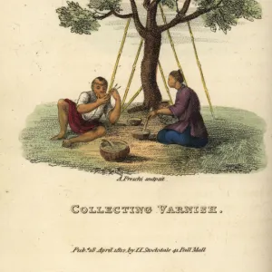 Men collecting varnish from the Chinese lacquer tree