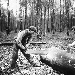 Two men cross-cutting tree trunk, Western Front, WW1