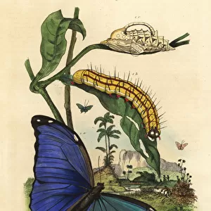 Menelaus blue morpho butterfly, Morpho menelaus