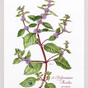 Mentha arvensis, mint