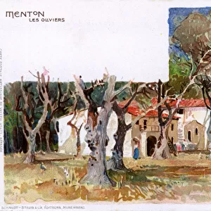 Menton, France - Olive Trees