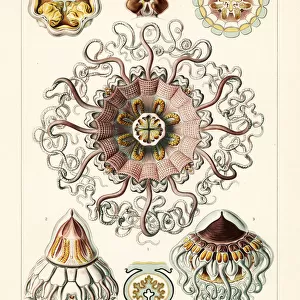 Merchant cap jellyfish, Periphylla periphylla