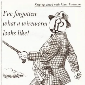 Mergamma pesticide advert, 1951