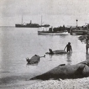 Mermaids on the beach, Steamer Point, Aden