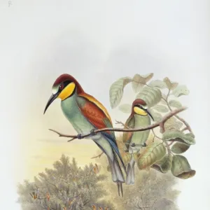 Merops apiaster, European bee-eater