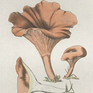 Merulius cantharellus
