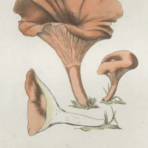 Merulius cantharellus