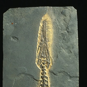 Mesosaurus tenuidens fossil