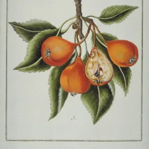 Mespilus sp. azerole-pear