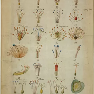 Methodus plantarum sexalis in sistemate naturae descripta