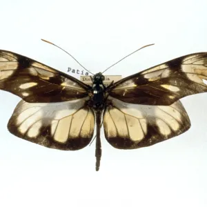 Methona themisto, bates butterfly