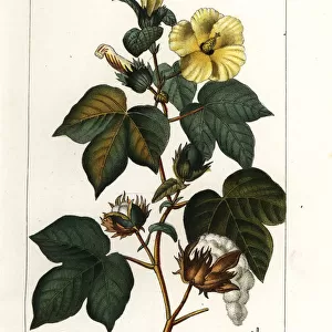 Mexican cotton, Gossypium hirsutum