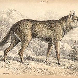 Mexican coyote, Canis latrans cagottis