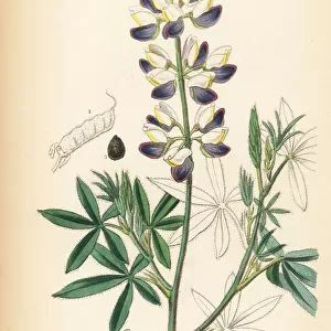 Mexican lupin, Lupinus mexicanus